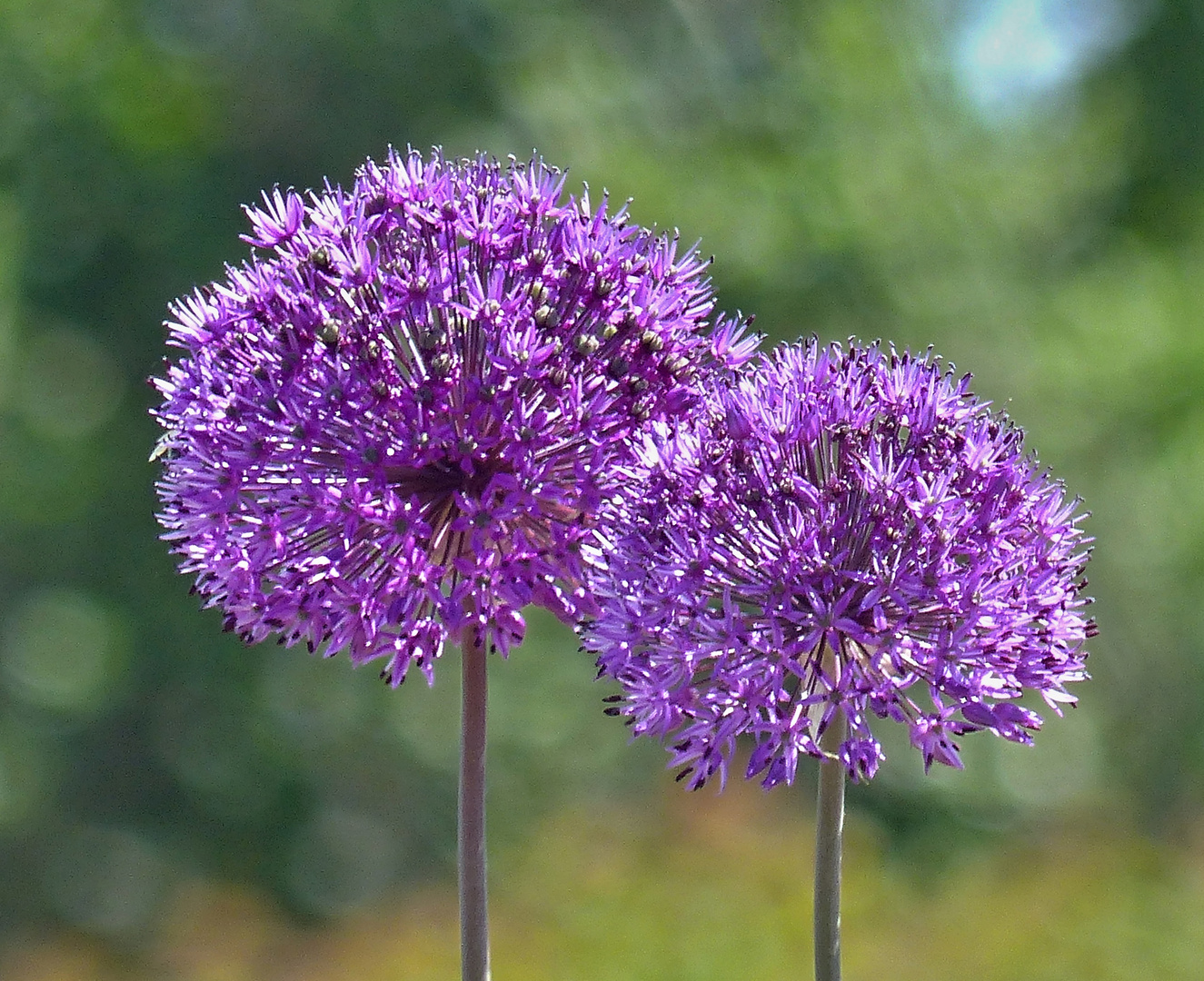 Allium-Kugeln