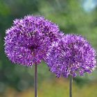 Allium-Kugeln