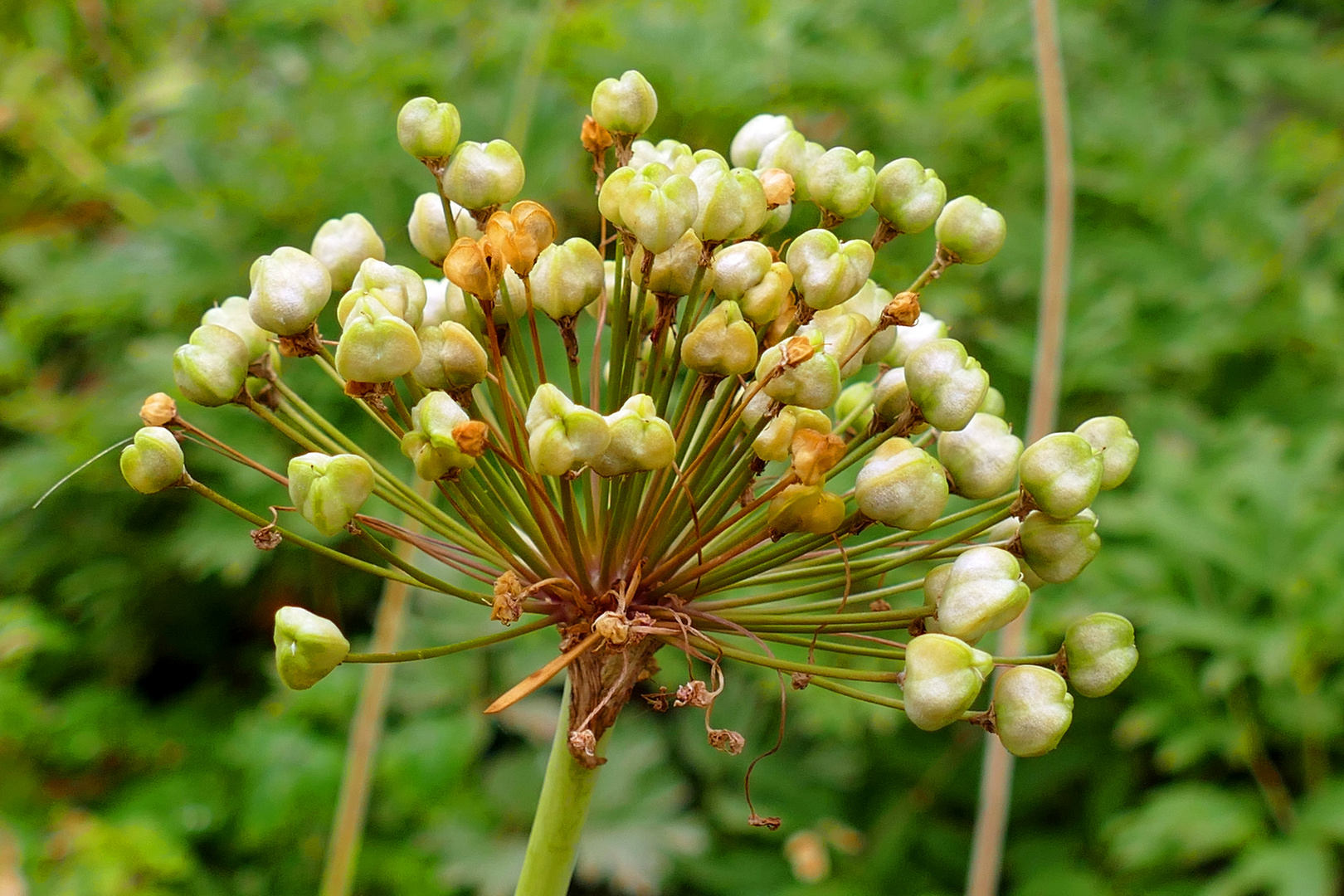 Allium - Lauchschönheit