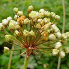 Allium - Lauchschönheit