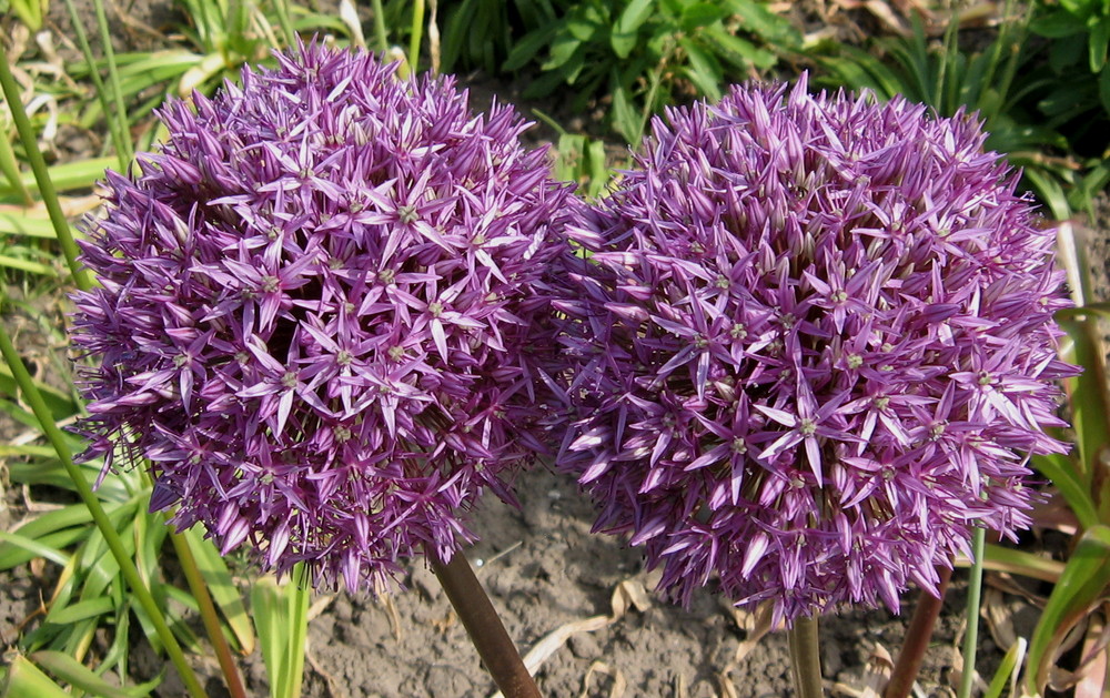 Allium Love