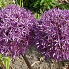 Allium Love