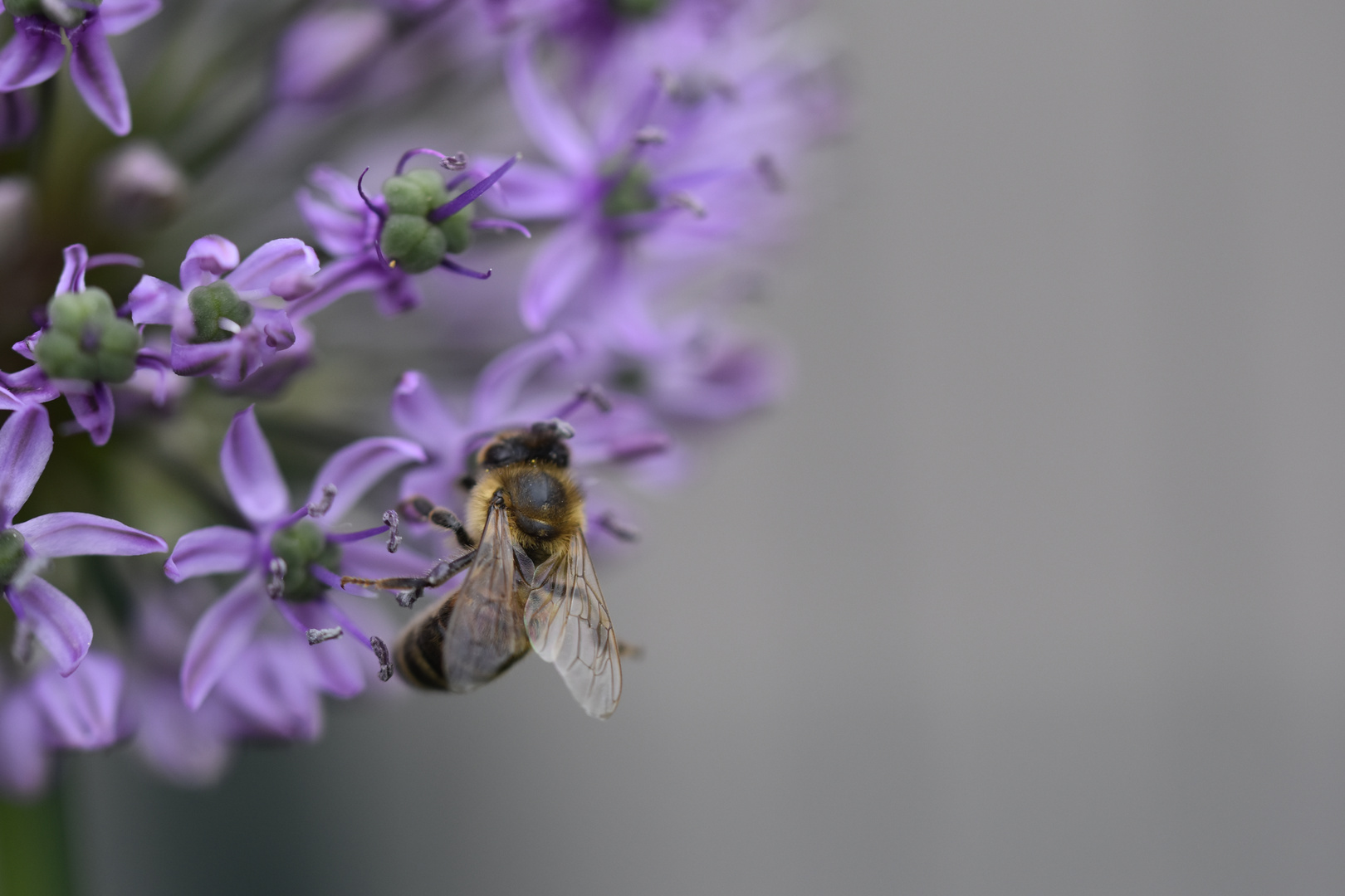 Allium mit Besuch