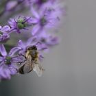 Allium mit Besuch