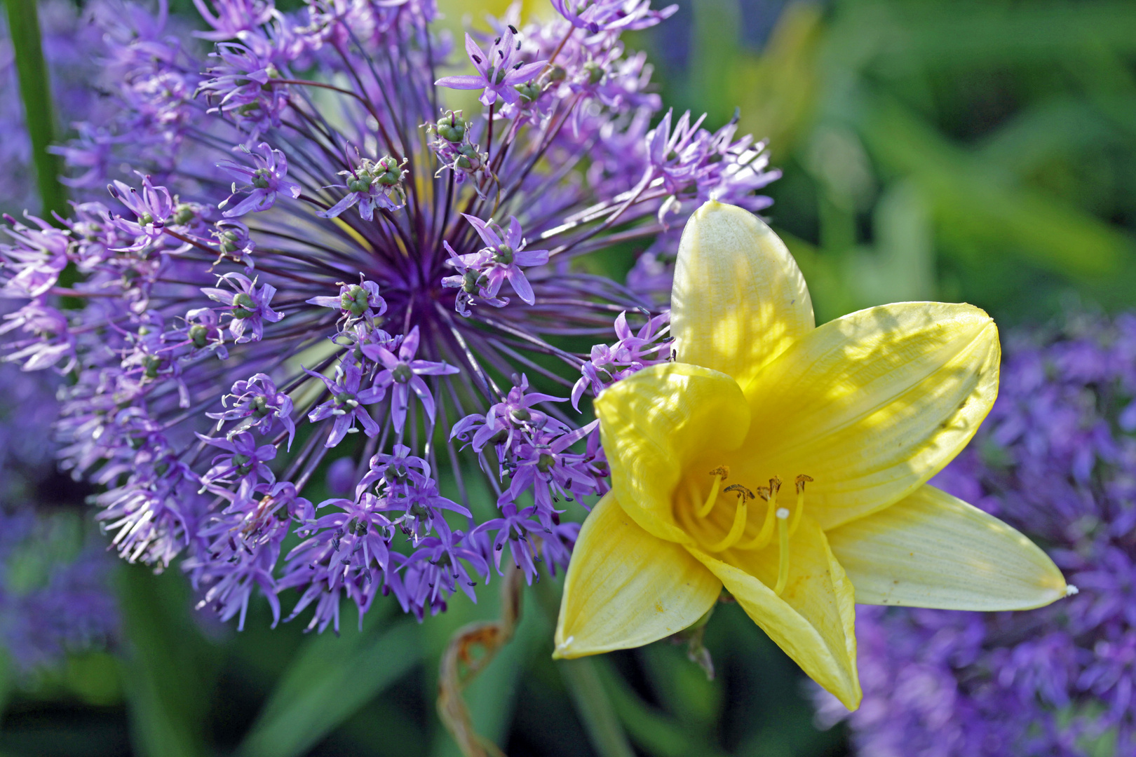 Allium mit Gelb-Komposition