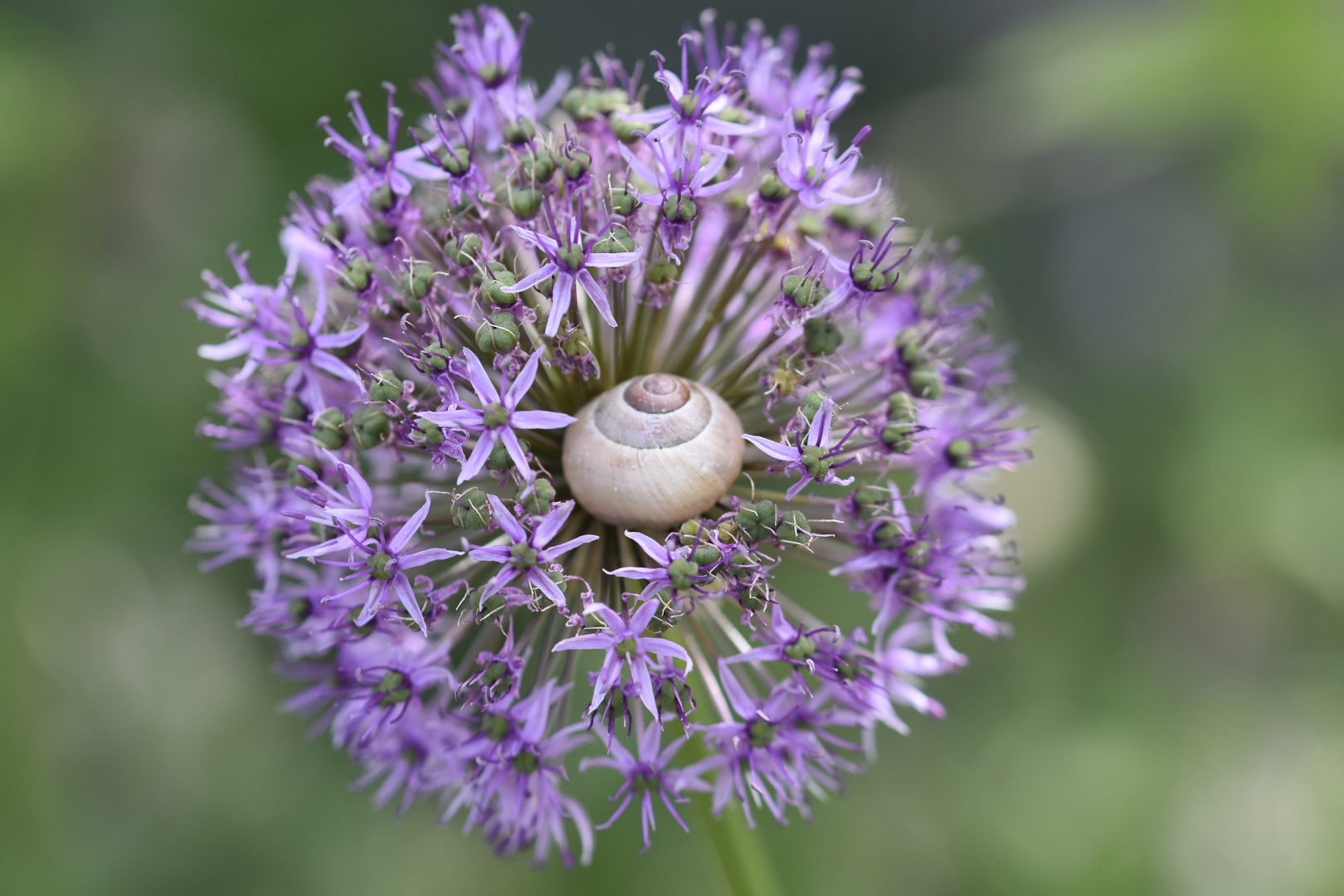 Allium  mit Schnecke