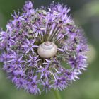 Allium  mit Schnecke