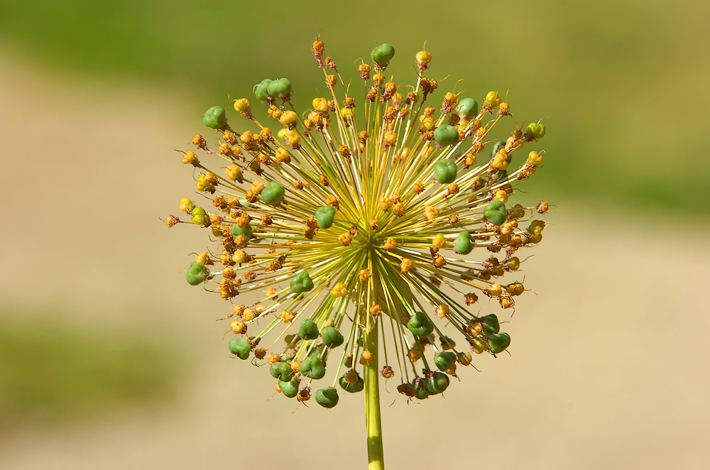 Allium - Mittig