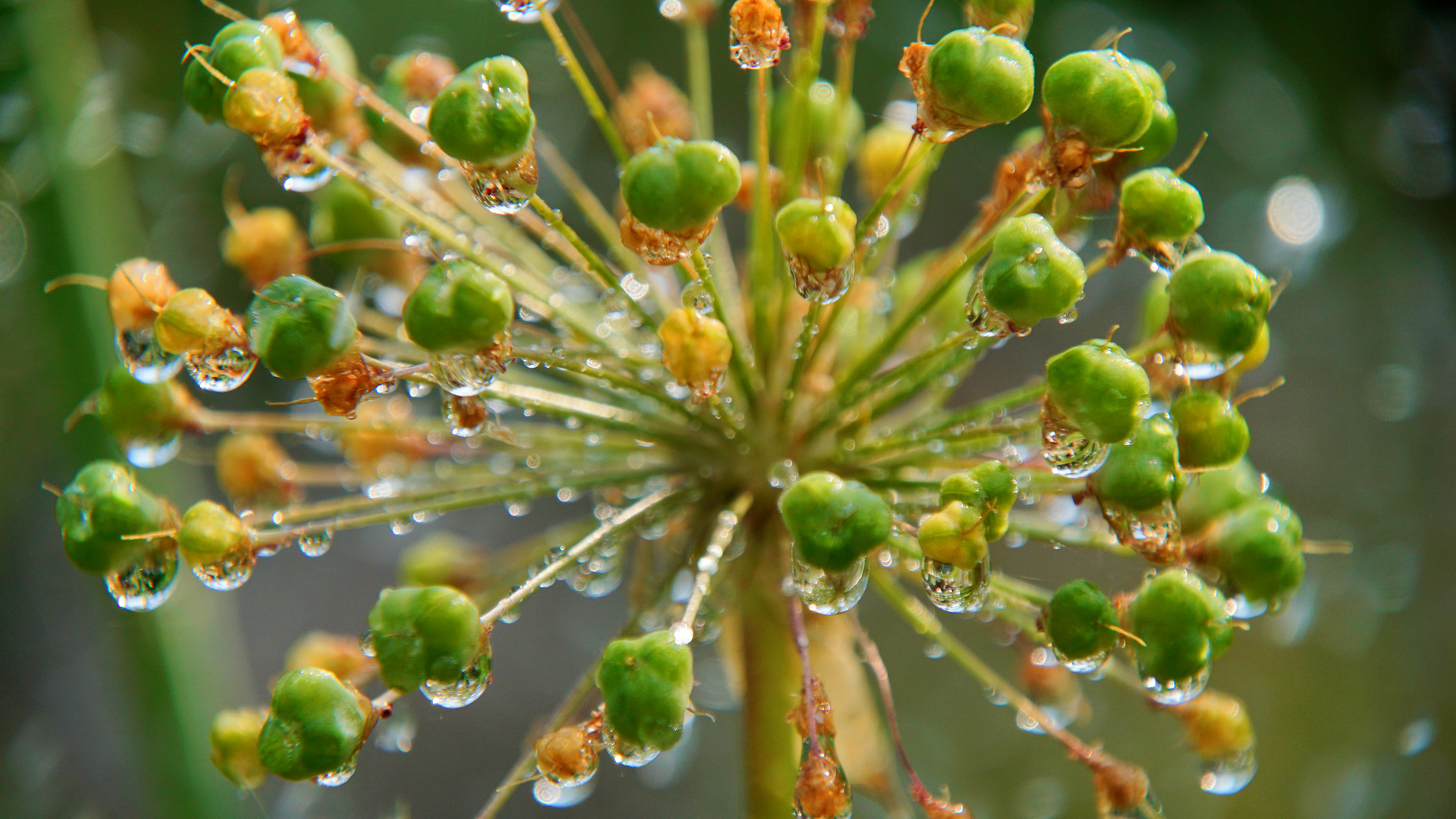 Allium nach der Blüte