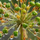 Allium nach der Blüte