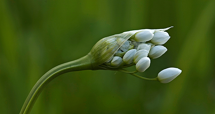 Allium neapolitanum