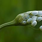 Allium neapolitanum