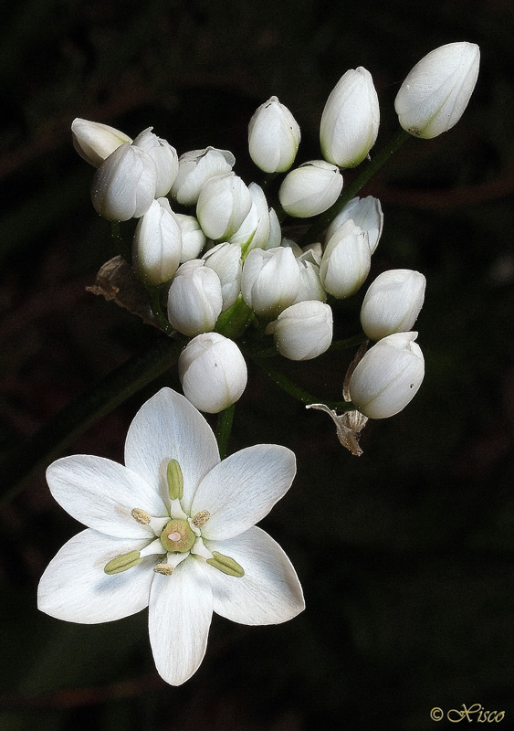 Allium neapolitanum