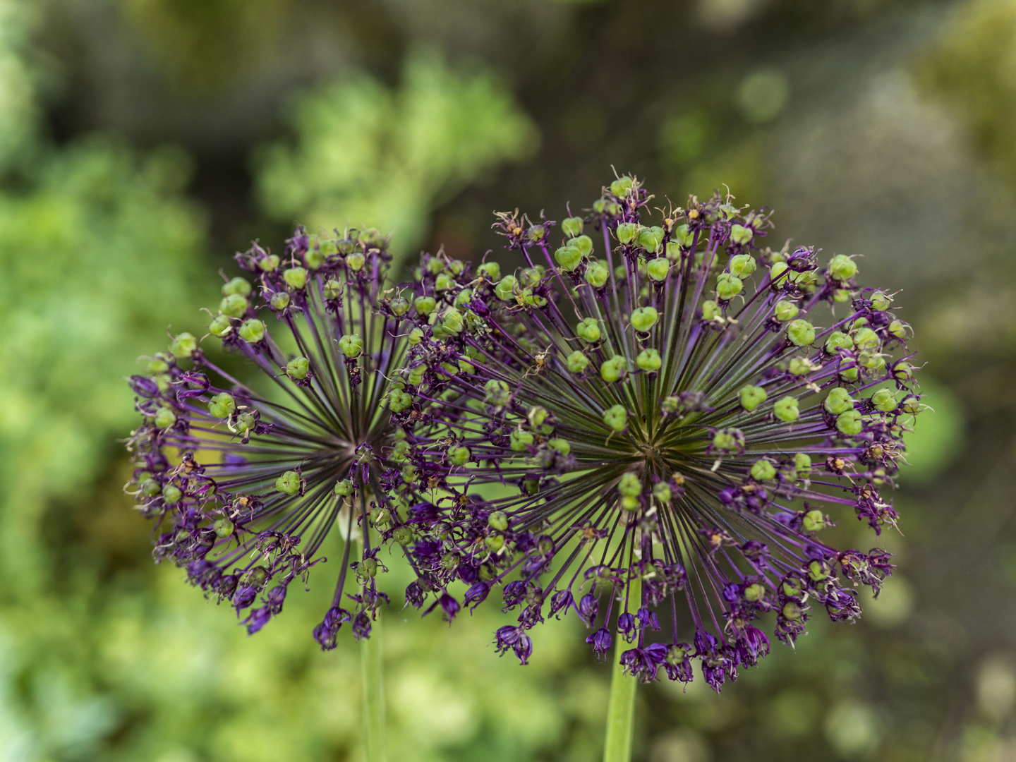 Allium, noch nicht verblüht