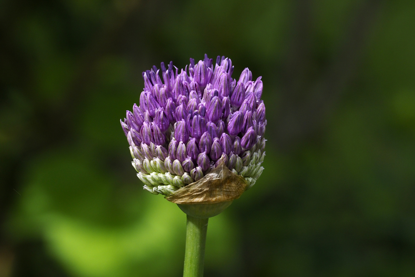 Allium oder Zierlauch