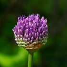 Allium oder Zierlauch