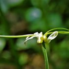 Allium paradoxum