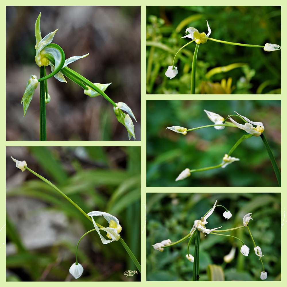 Allium paradoxum  Collage