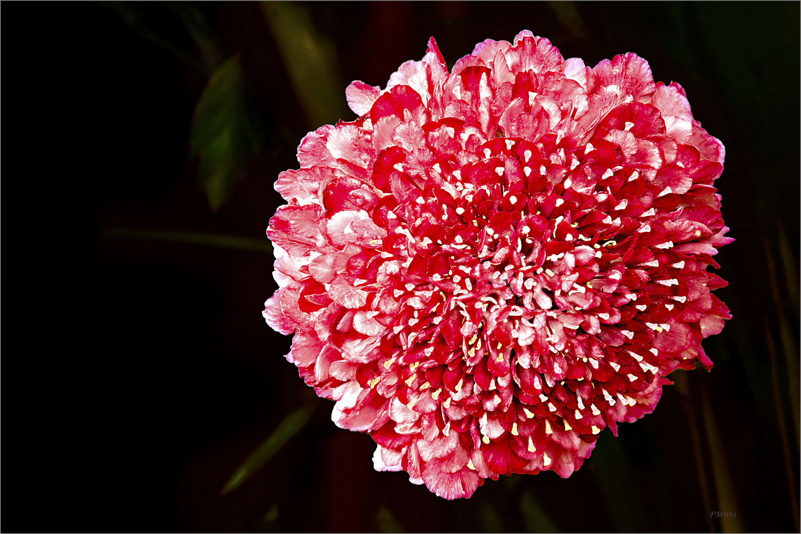 Allium Persian Onion