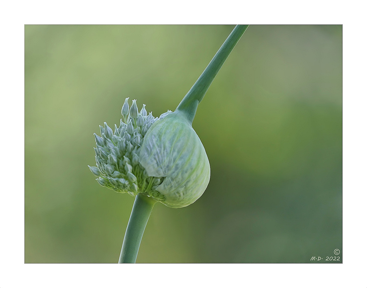 * Allium porrum *