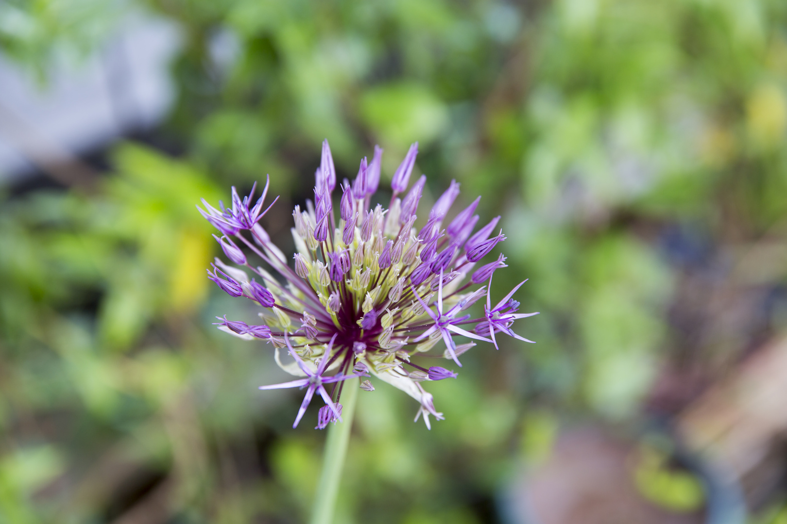 Allium-Prinzessin