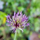 Allium-Prinzessin