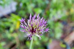 Allium-Prinzessin