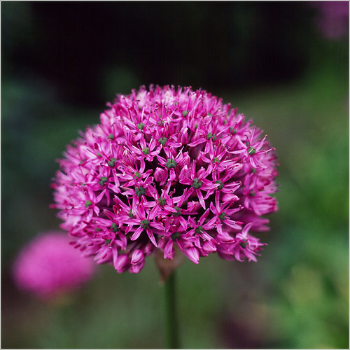 - Allium Purpel Sensation -