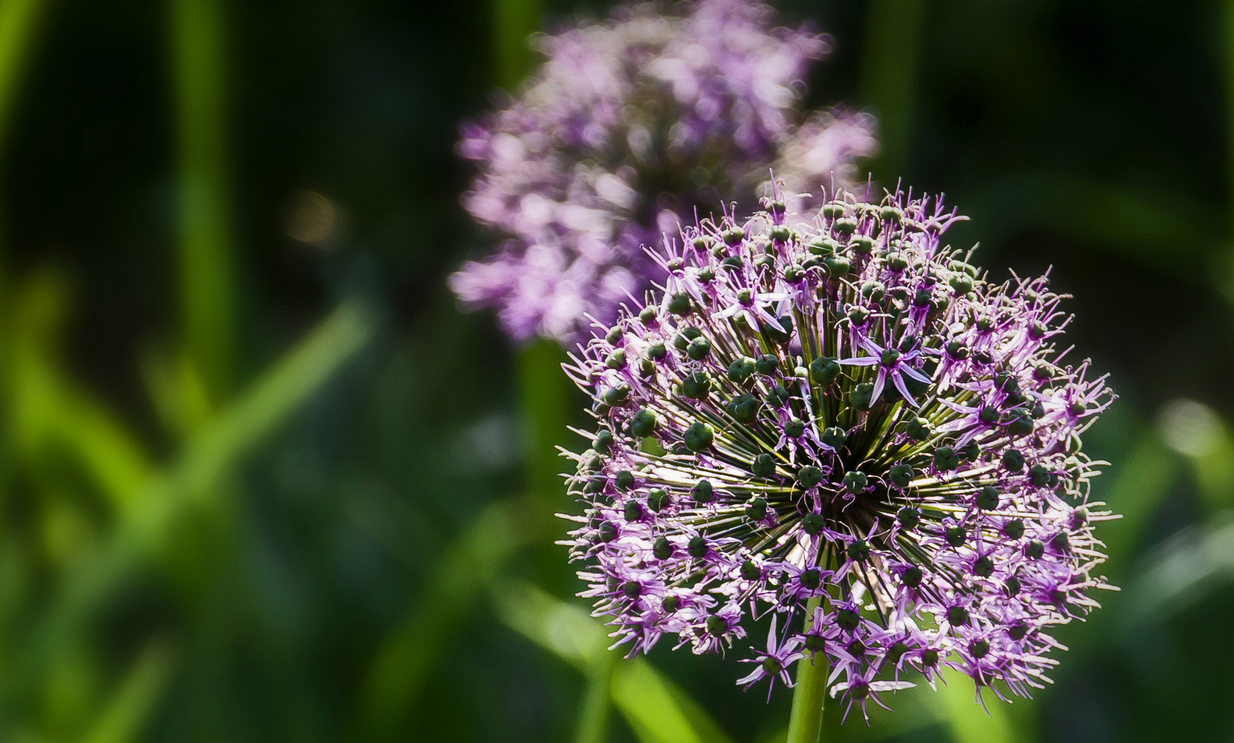 Allium - Purple Sensation...