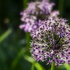 Allium - Purple Sensation...