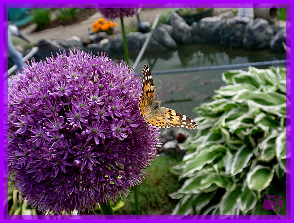 Allium-Purple Sensation