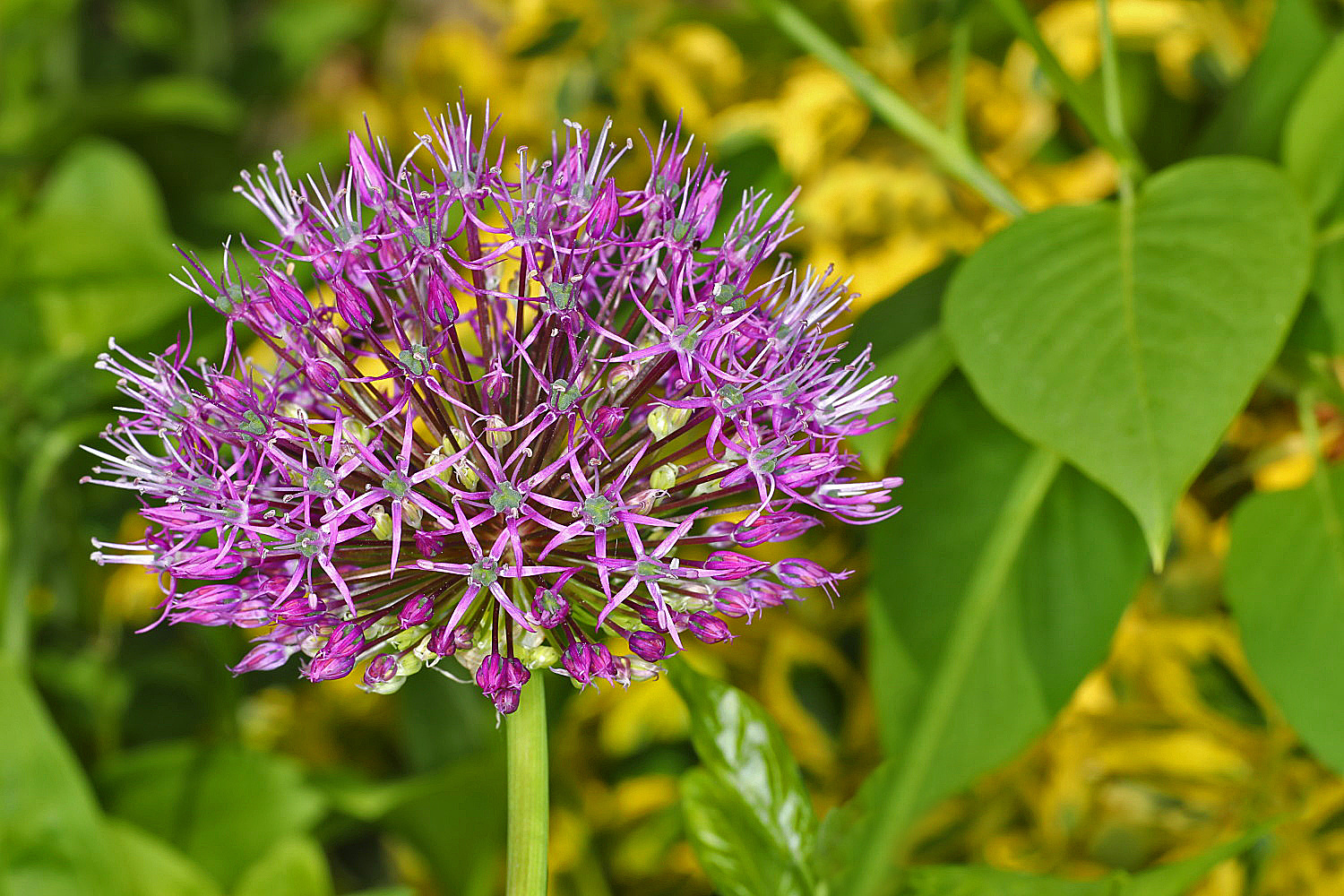 Allium/ Purpur-Kugellauch