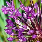 Allium Rosenbachianum