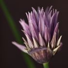 Allium schoenoprasum (1) ...