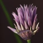 Allium schoenoprasum (1) ...