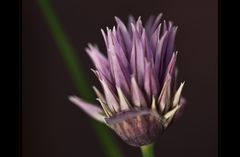 Allium schoenoprasum (1) ...