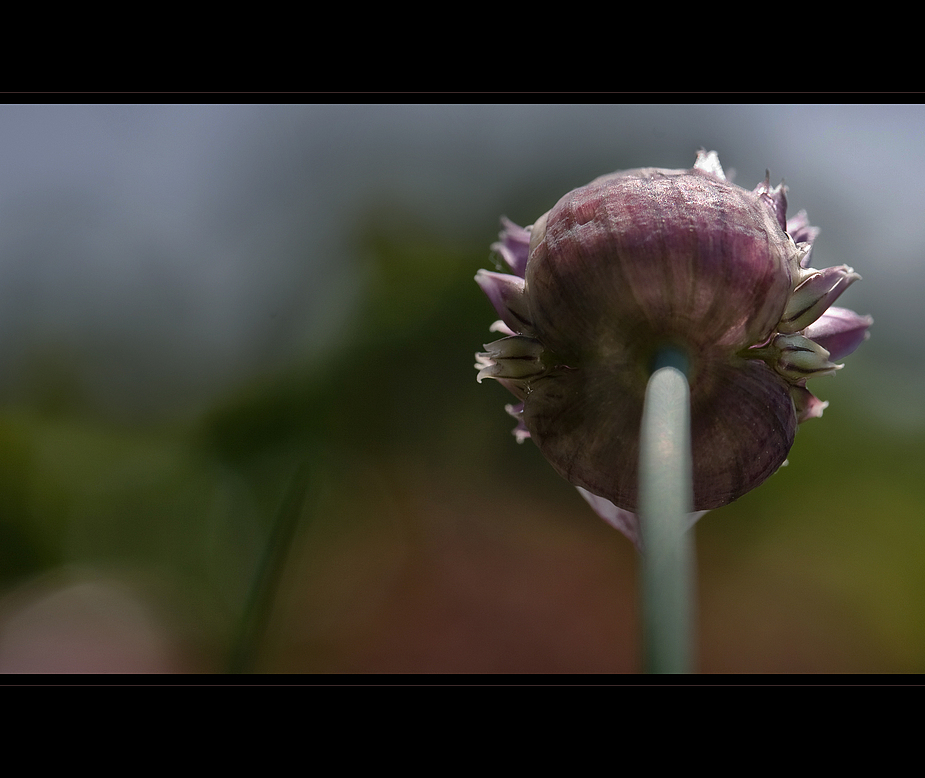 Allium schoenoprasum (2) ...