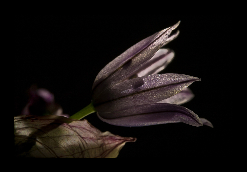 Allium schoenoprasum (3) ...