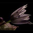 Allium schoenoprasum (3) ...