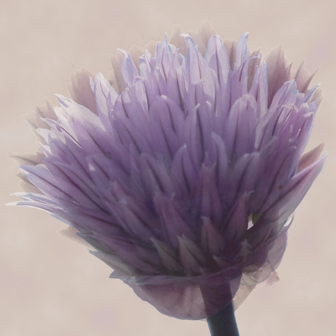 Allium Schoenoprasum