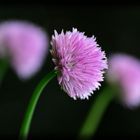 Allium schoenoprasum