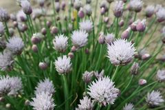 allium schoenoprasum l. [schnittlauch]