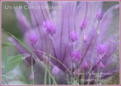 "Allium schoenoprasum" Schnittlauch Präsentation!