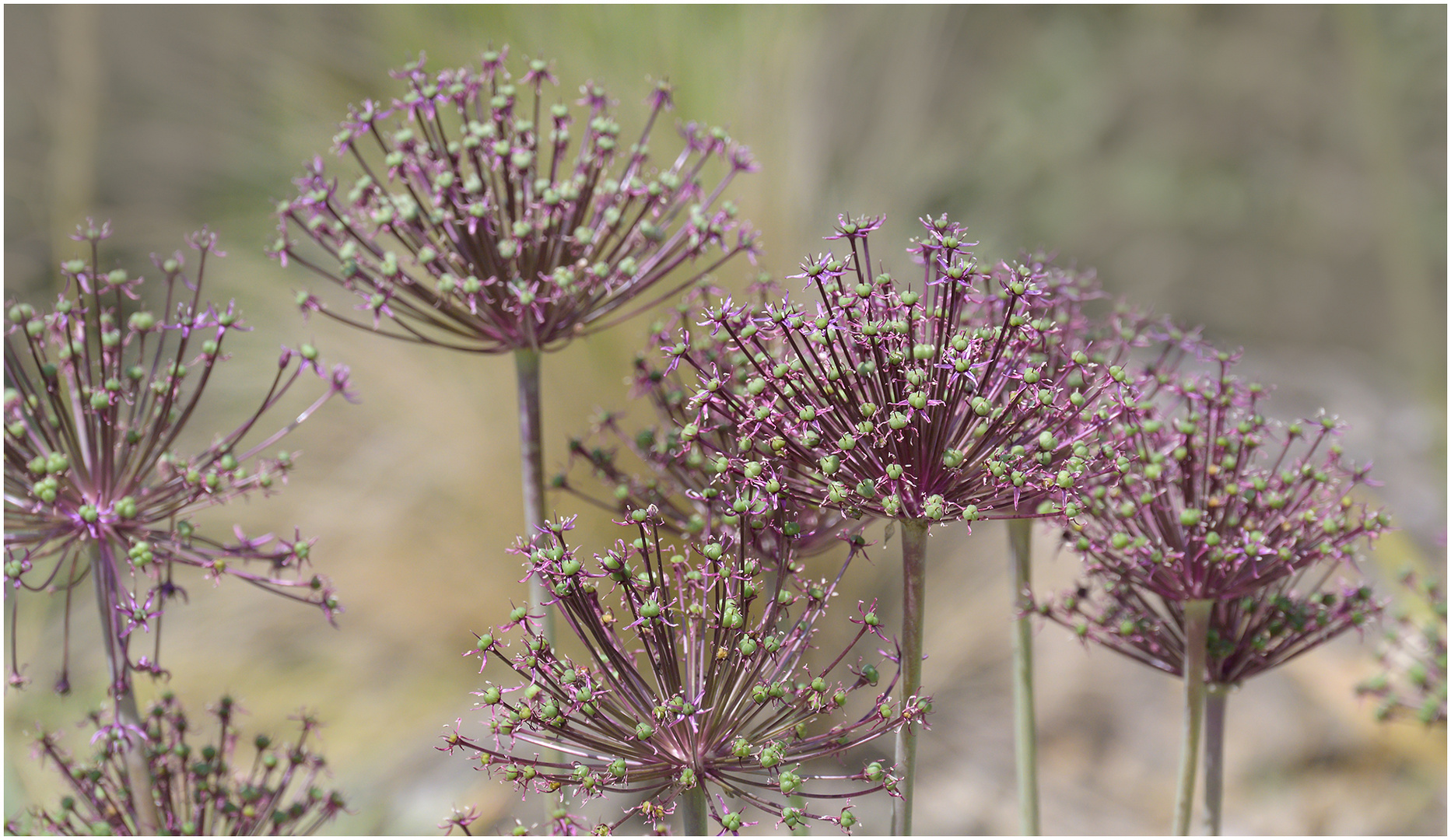  Allium ....schon ziemlich fertig....