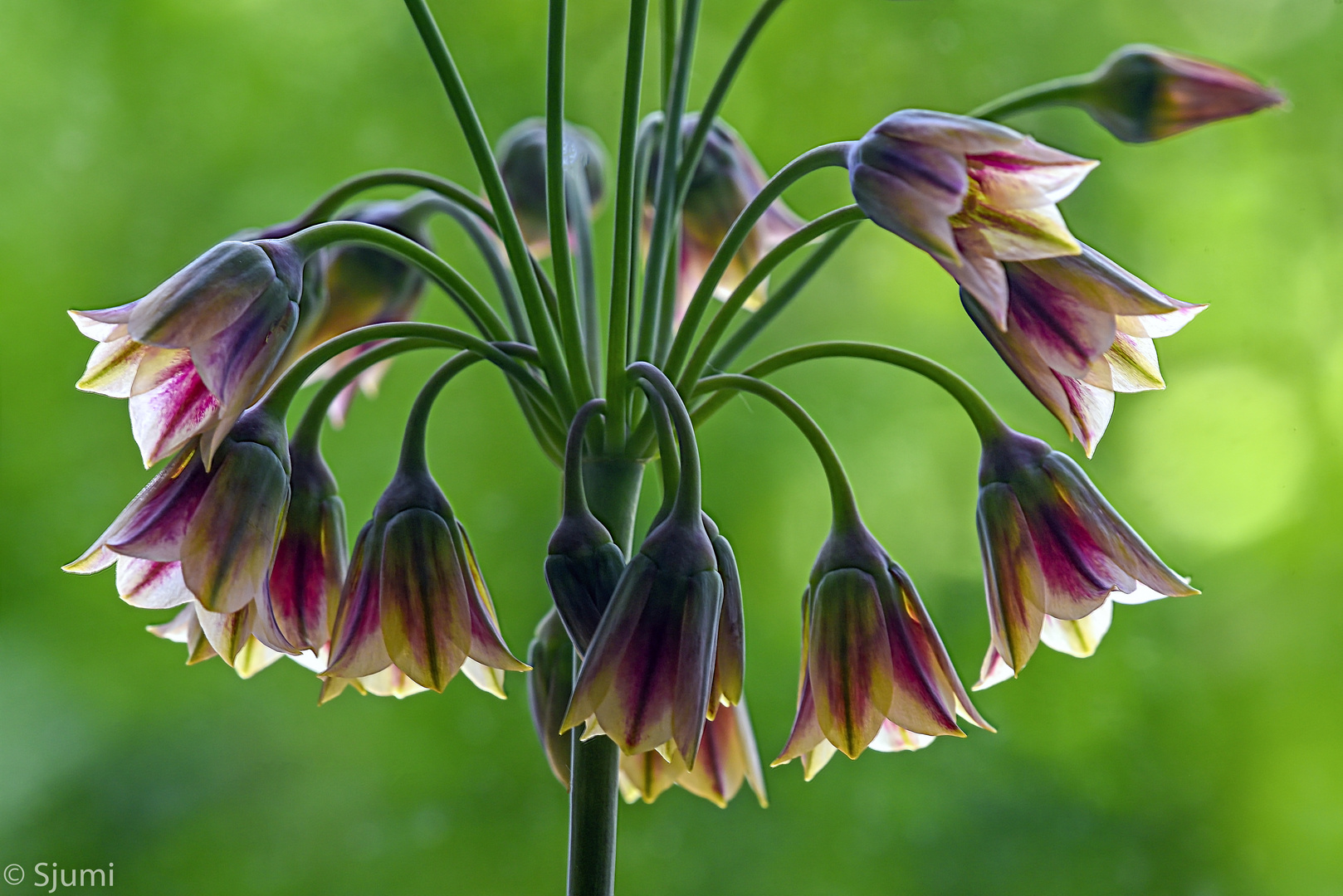 Allium siculum