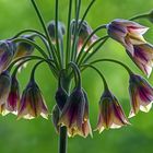 Allium siculum