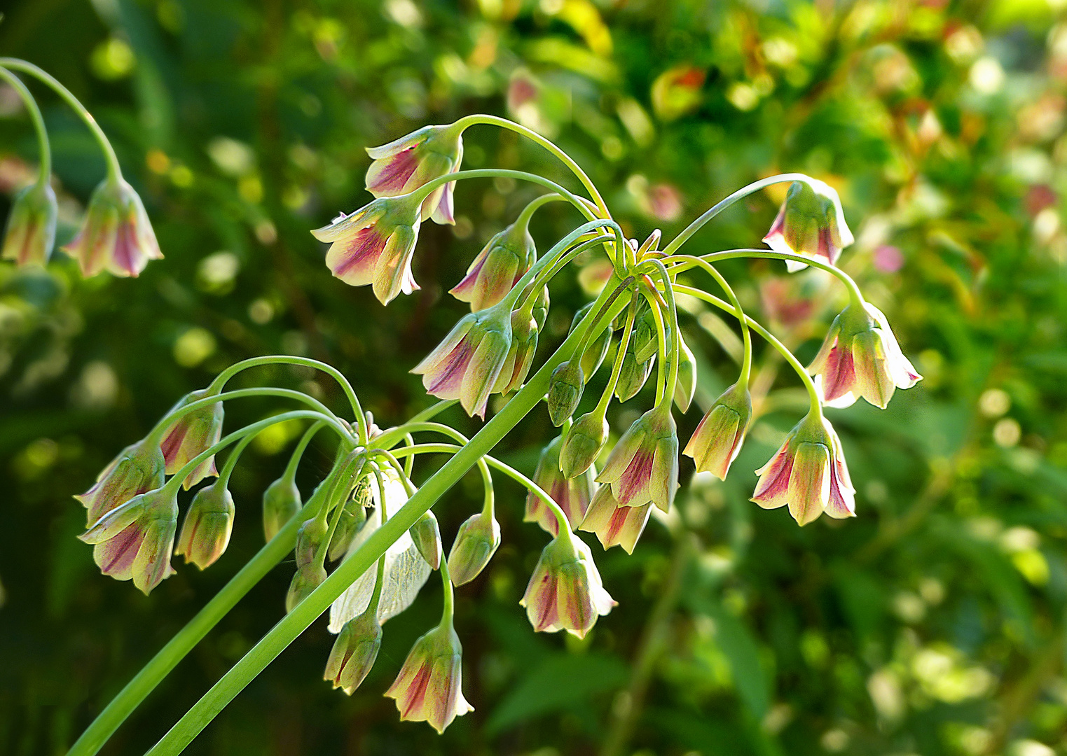 Allium siculum bulgaricum