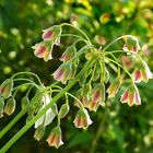 Allium siculum bulgaricum