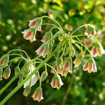 Allium siculum bulgaricum