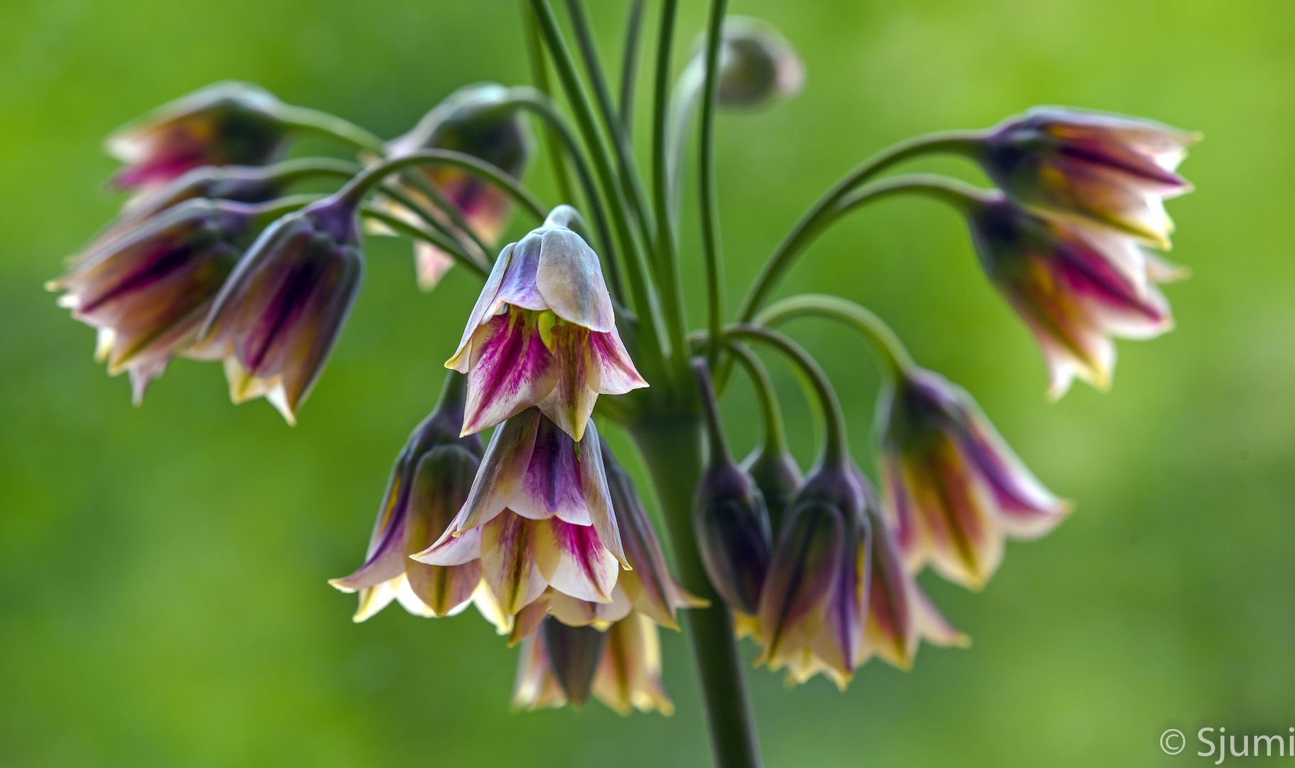 Allium siculum 